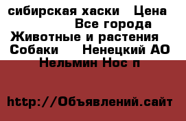 l: сибирская хаски › Цена ­ 10 000 - Все города Животные и растения » Собаки   . Ненецкий АО,Нельмин Нос п.